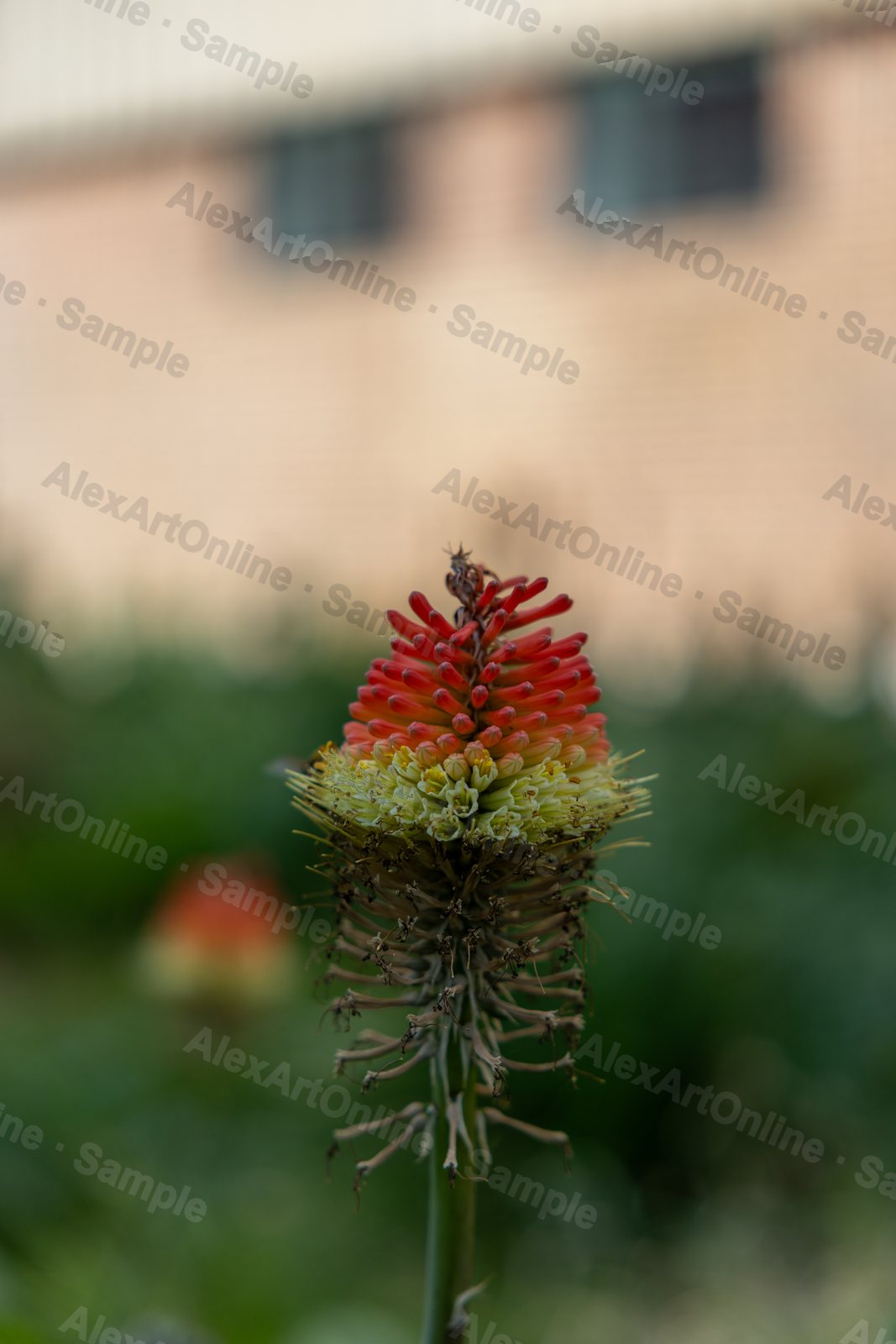 A red hot poker flower against a soft blurred background