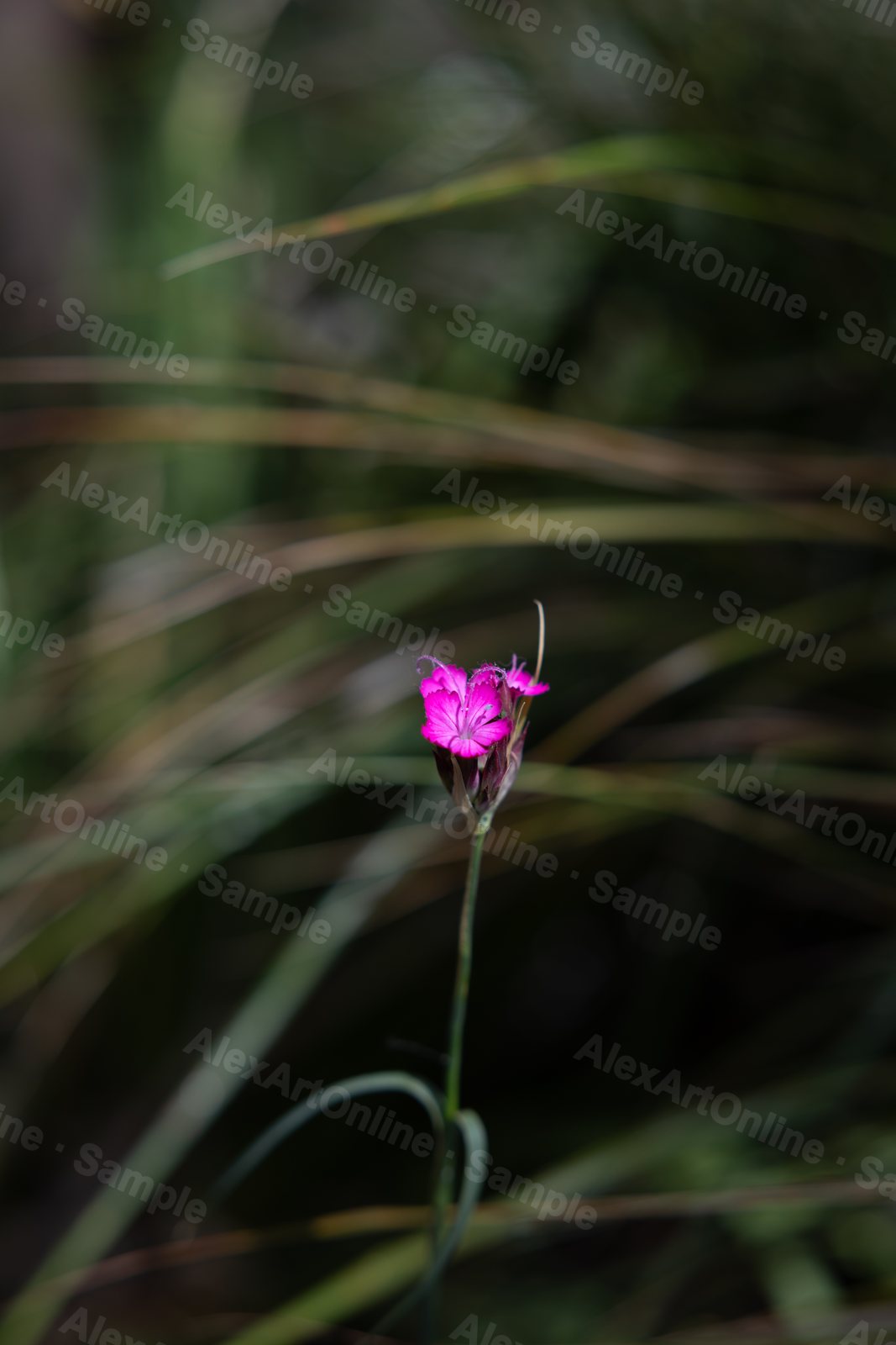A small pink dianthus flower on a thin stem in long grass
