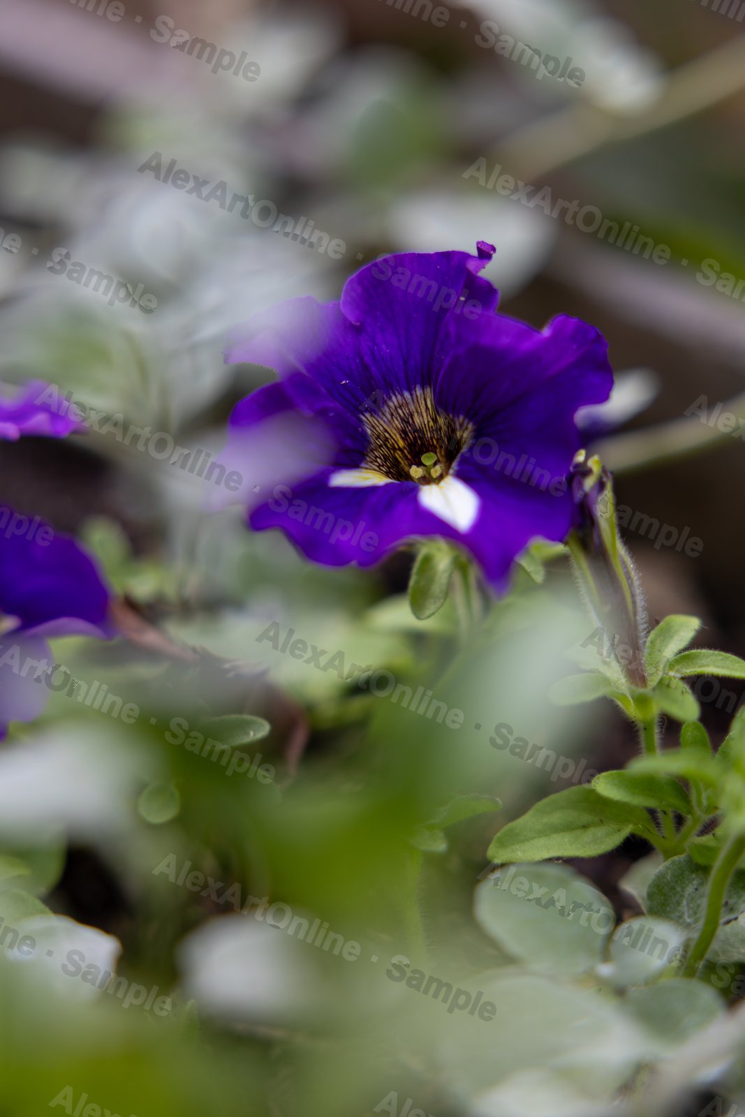 A single deep purple petunia bloom among soft green foliage