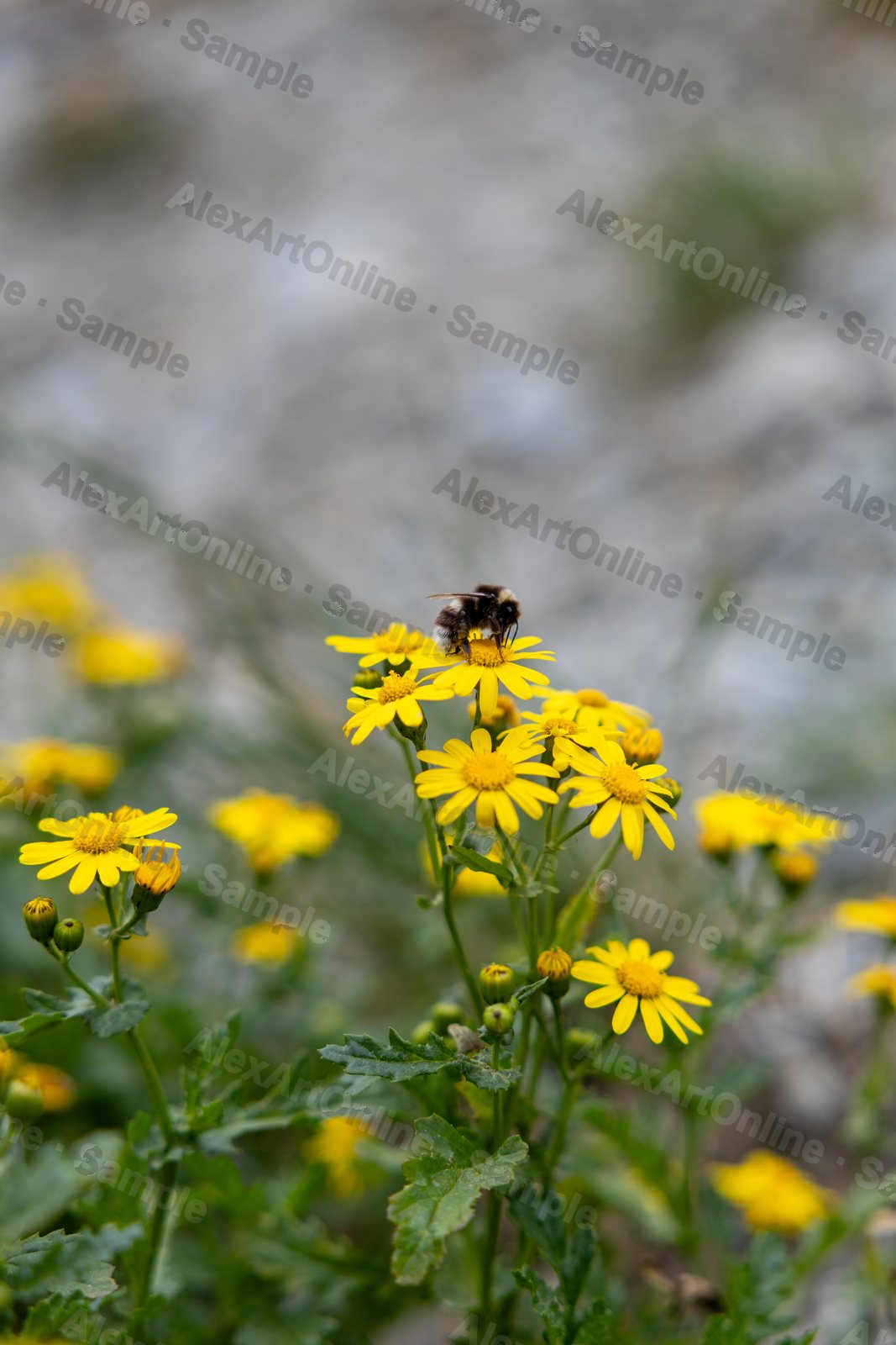 A bumblebee landing on a yellow daisy against a pale rocky background