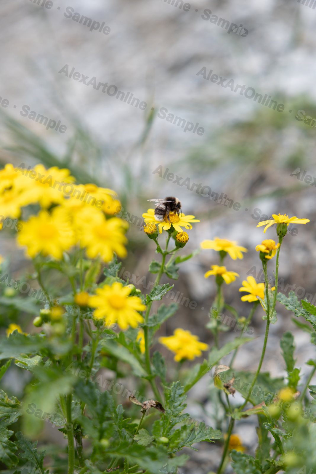 A bumblebee landing on a yellow daisy against a pale rocky background