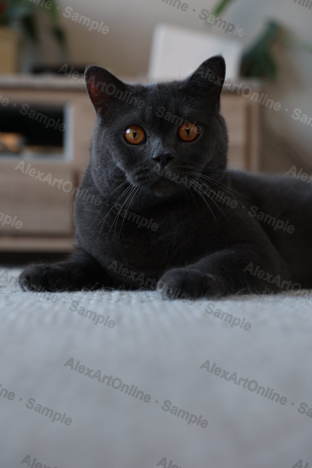 A grey British Shorthair cat with bright orange eyes lying on a soft rug