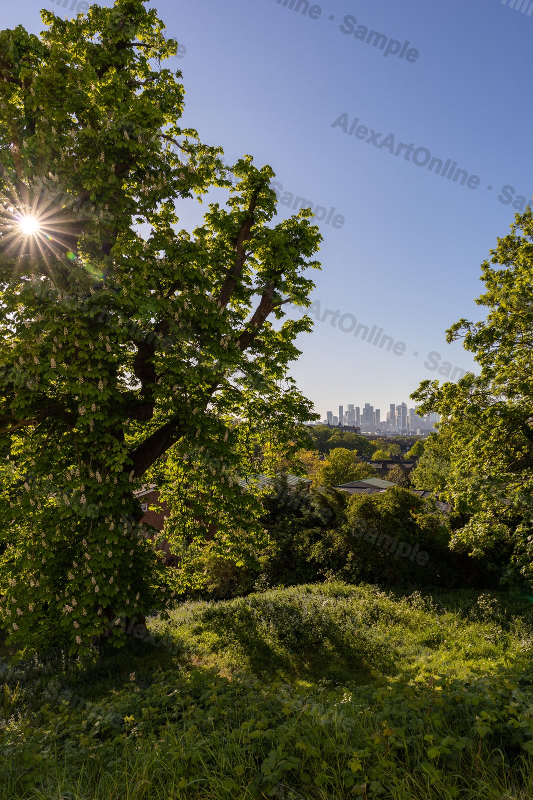 Sun shining through a large green tree with the city far behind