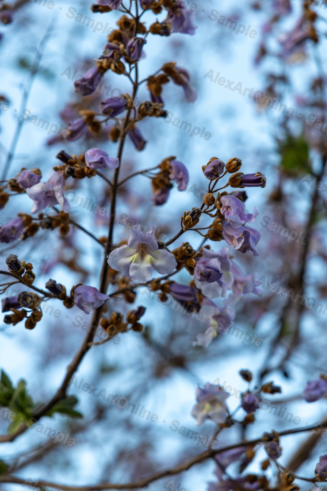 Purple blossom on thin branches against a pale blue sky
