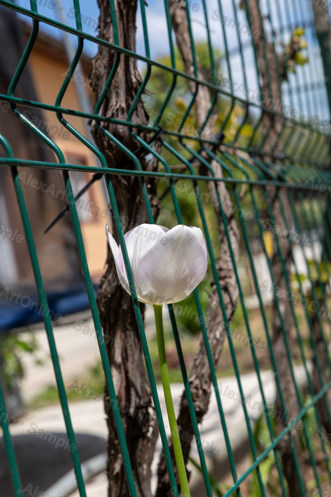 A white tulip caught in a green wire fence