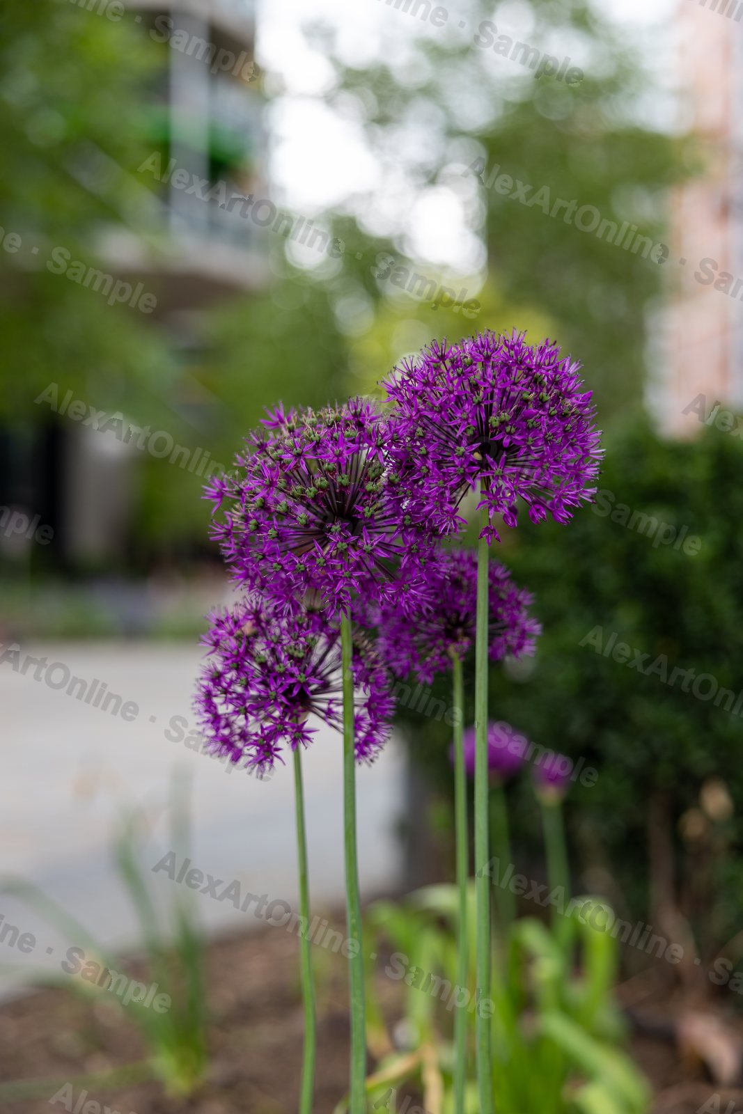 Purple allium flowers on tall stems by a path