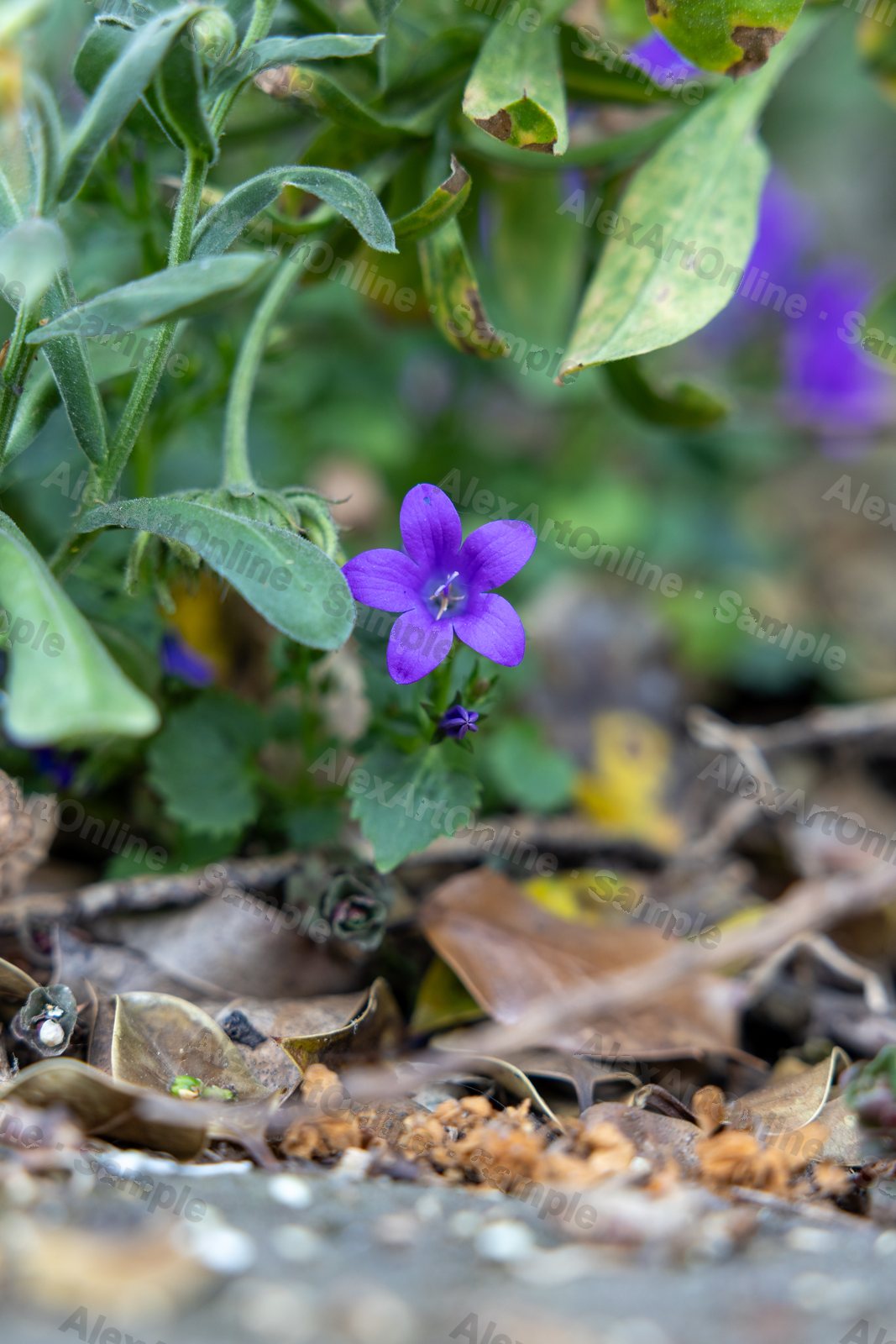 A single purple bellflower among green leaves